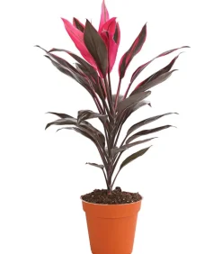Keulenlilie - Cordyline cultivars, verschiedene Sorten