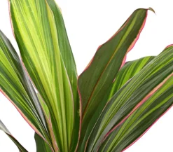 Keulenlilie - Cordyline cultivars, verschiedene Sorten