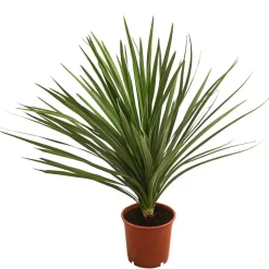 Keulenlilie - Dracaena indivisa
