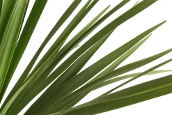 Keulenlilie - Dracaena indivisa