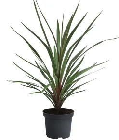 Keulenlilie 'Red Heart'
