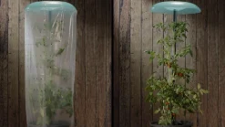 KHW Tomatenhut