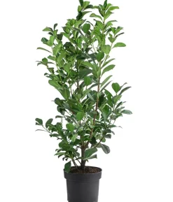 Kirschlorbeer 'Etna'
