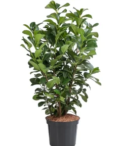 Kirschlorbeer 'Etna'