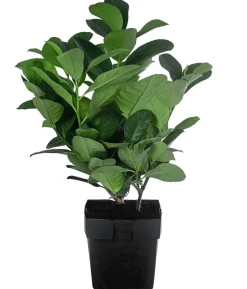 Kirschlorbeer 'Etna'