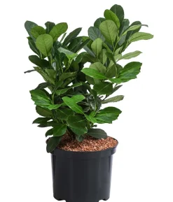 Kirschlorbeer 'Etna'