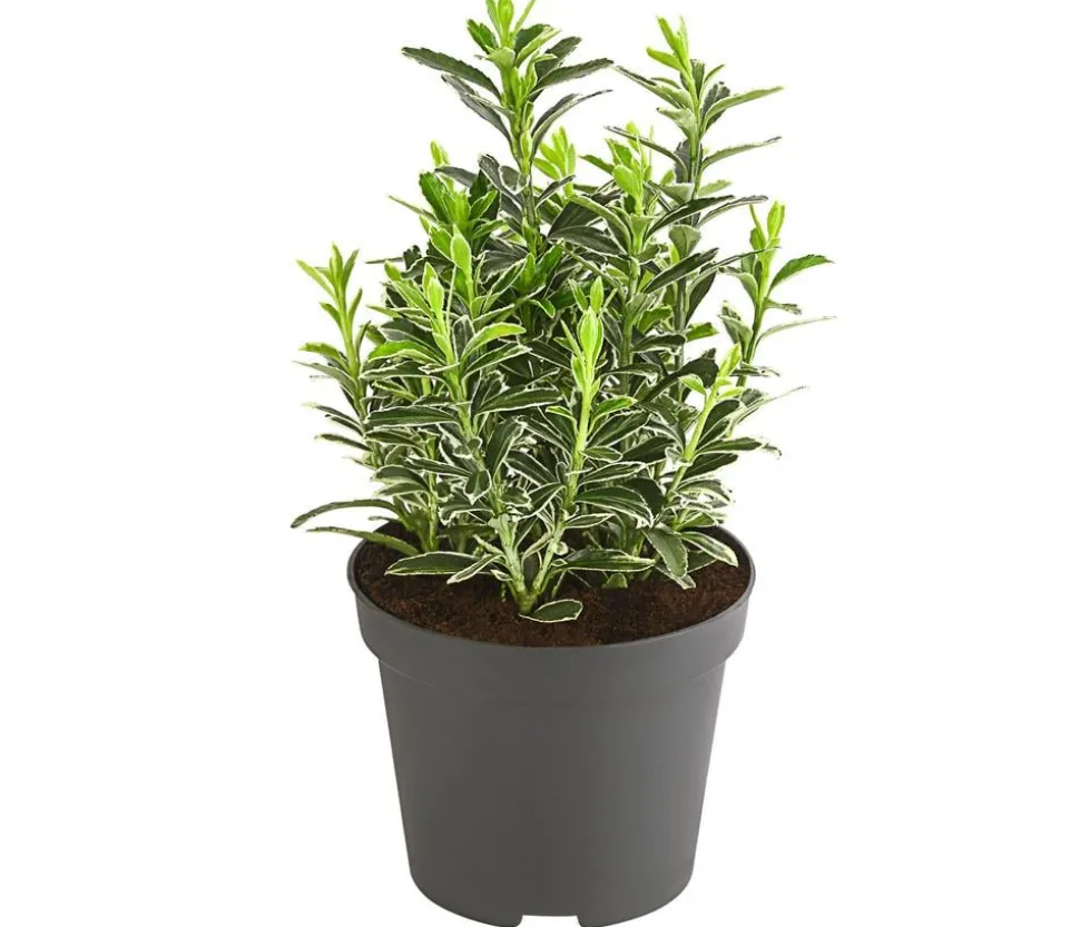 Kleinblättriger Kriech-Spindelstrauch 'Microphyllus Albovariegatus'
