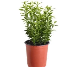 Kleinblättriger Spindelstrauch 'Microphyllus Aureovariegatus'