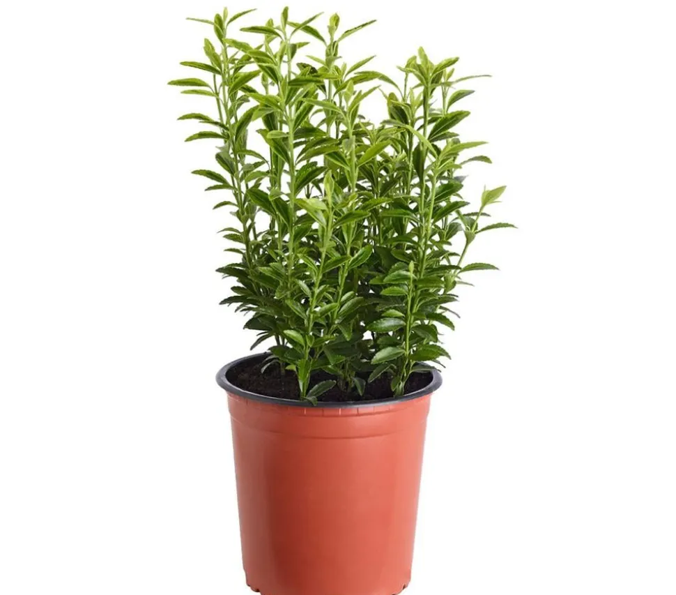 Kleinblättriger Spindelstrauch 'Microphyllus Aureovariegatus'