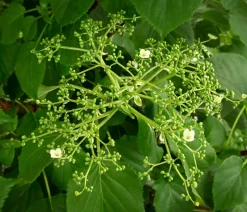 Kletter-Hortensie