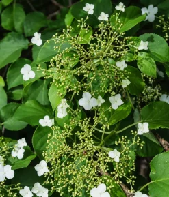 Kletter-Hortensie
