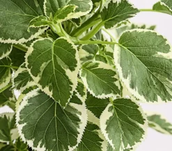 Kletter-Hortensie 'Silver Lining'