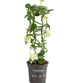 Kletternde Leuchterblume - Ceropegia sandersonii, Säule