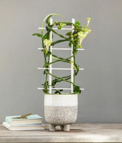 Kletternde Leuchterblume - Ceropegia sandersonii, Säule