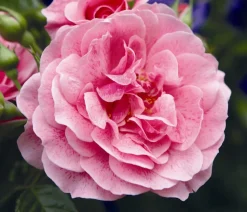 Kletterrose 'Camelot®'