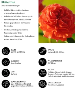 Kletterrose 'Naranga®'