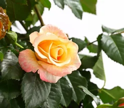 Kletterrosen, verschiedene Sorten