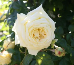 Kletterrosen, verschiedene Sorten