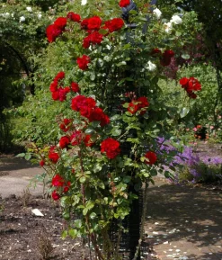 Kletterrose 'Santana®'