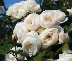 Kletterrose 'Uetersener Klosterrose®'