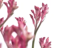 Kängurupfote, verschiedene Farben