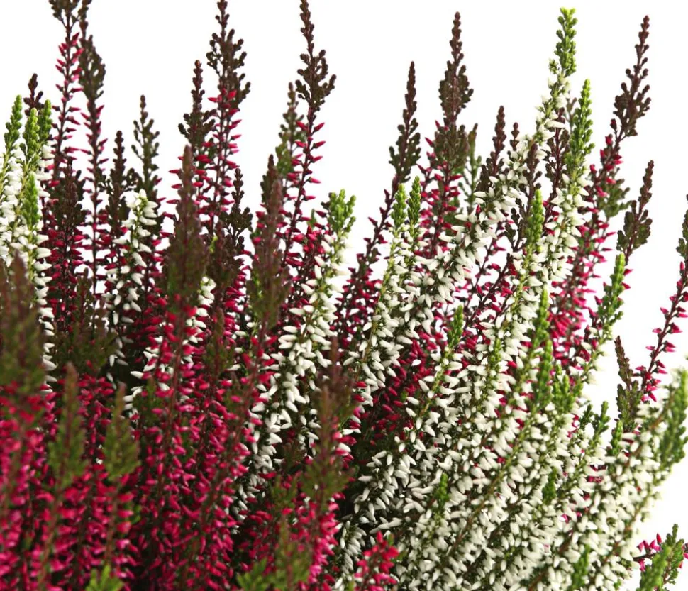 Knospenheide-Duo 'Twin-Girls®', verschiedene Farben