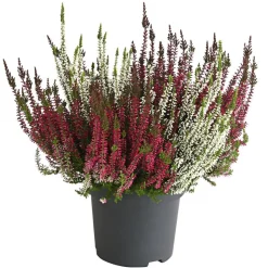 Knospenheide-Duo 'Twin-Girls®', verschiedene Farben