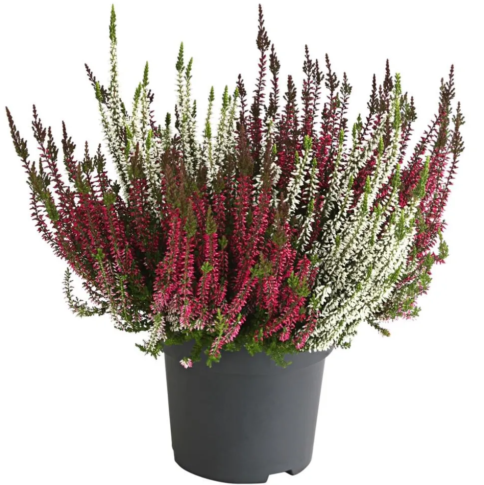 Knospenheide-Duo 'Twin-Girls®', verschiedene Farben