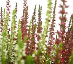Knospenheide-Duo 'Twin-Girls®', verschiedene Farben
