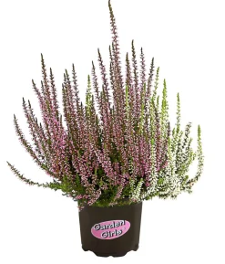 Knospenheide-Duo 'Twin-Girls®', verschiedene Farben