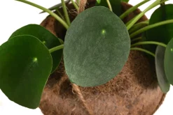 Kokodama-Ampel Glückstaler - Pilea peperomioides