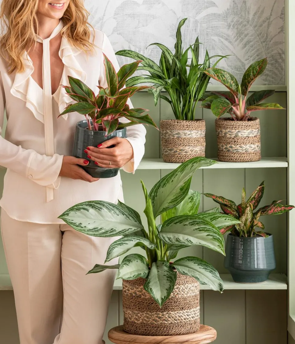 Kolbenfaden - Aglaonema commutatum 'Silver Bay', Hydrokultur