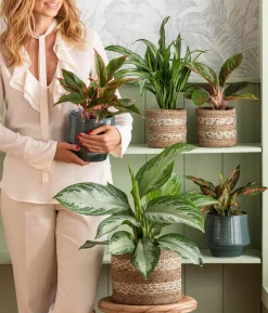 Kolbenfaden - Aglaonema commutatum 'Silver Bay'