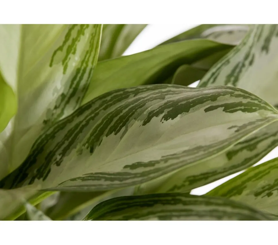 Kolbenfaden - Aglaonema commutatum 'Silver Bay'