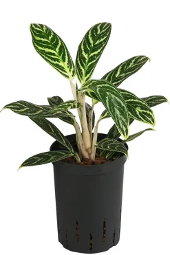 Kolbenfaden - Aglaonema 'Ivy Green', Hydrokultur