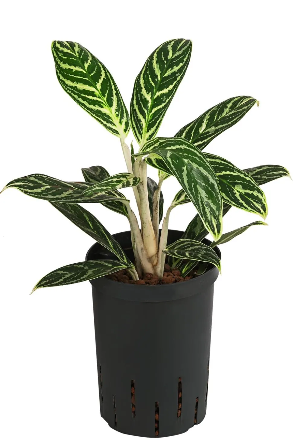 Kolbenfaden - Aglaonema 'Ivy Green', Hydrokultur