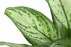 Kolbenfaden - Aglaonema 'Maria', Hydrokultur