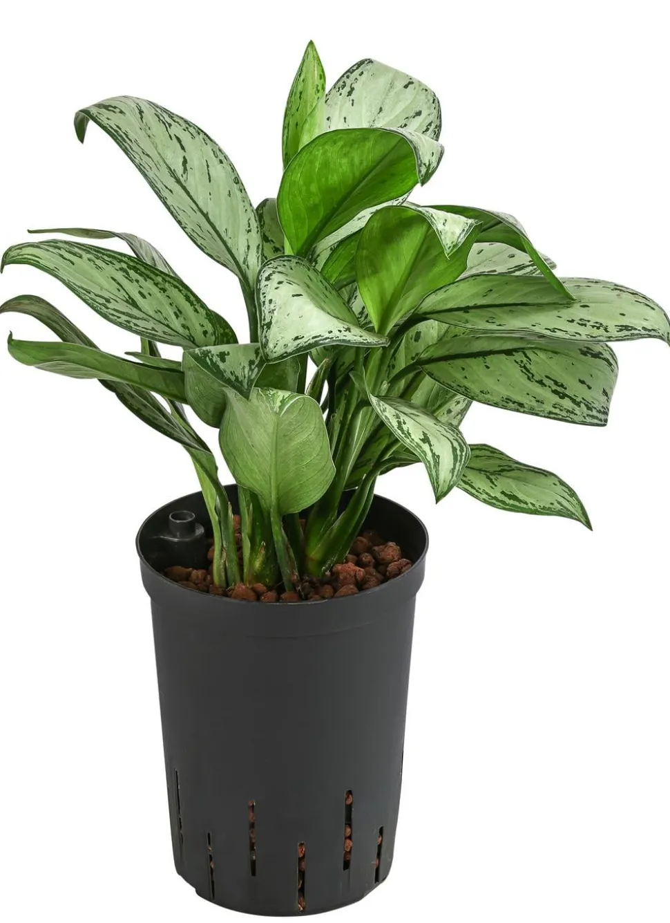 Kolbenfaden - Aglaonema 'Maria', Hydrokultur