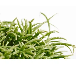 Korallenkaktus - Rhipsalis cassutha, verschiedene Sorten