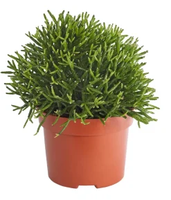 Korallenkaktus - Rhipsalis cassutha, verschiedene Sorten