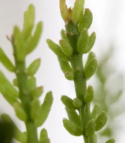 Korallenkaktus - Rhipsalis mesembryanthoides