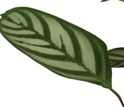 Korbmarante - Calathea 'Compactstar'