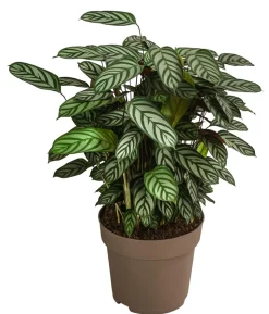 Korbmarante - Calathea 'Compactstar'