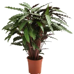 Korbmarante - Calathea cultivars, verschiedene Sorten