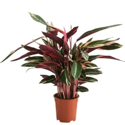 Korbmarante - Calathea cultivars, verschiedene Sorten