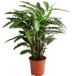 Korbmarante - Calathea cultivars, verschiedene Sorten