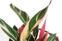 Korbmarante - Calathea cultivars, verschiedene Sorten