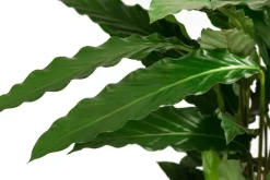 Korbmarante - Calathea cultivars, verschiedene Sorten