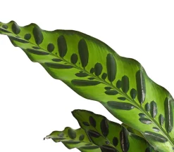 Korbmarante - Calathea cultivars, verschiedene Sorten