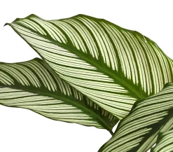 Korbmarante - Calathea cultivars, verschiedene Sorten